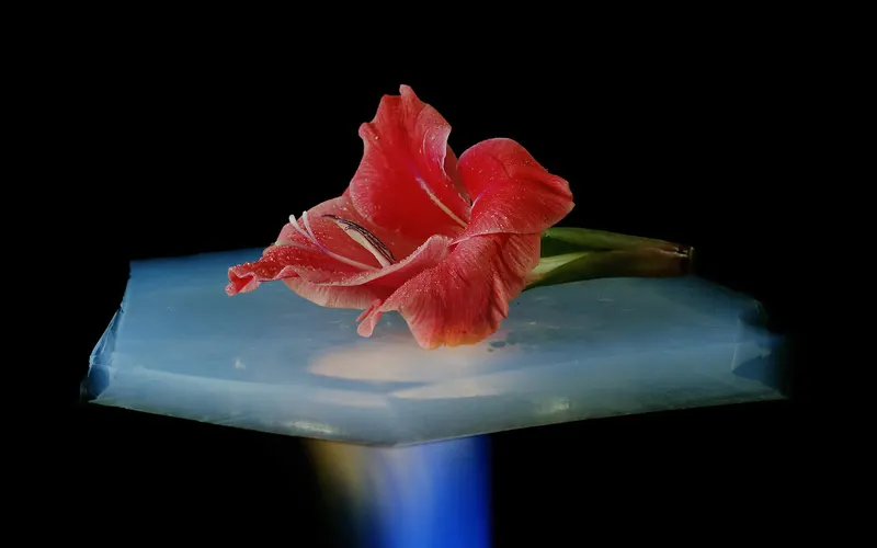 A flower is on a piece of aerogel which is suspended over a Bunsen burner. Aerogel has excellent insulating properties, and the flower is pr
