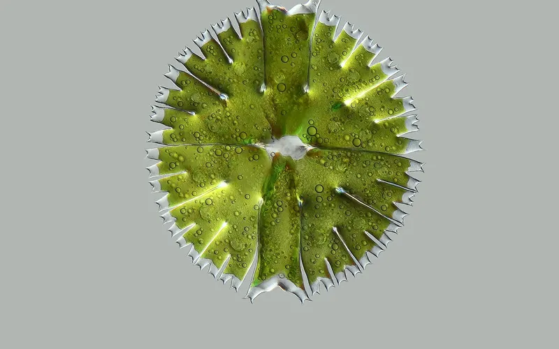 A green Micrasterias alga seen under a microscope