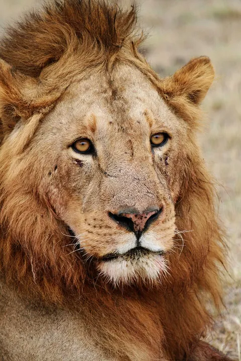 A close-up portrait of a male lion with a shaggy tawny mane and amber eyes on dry grassland.