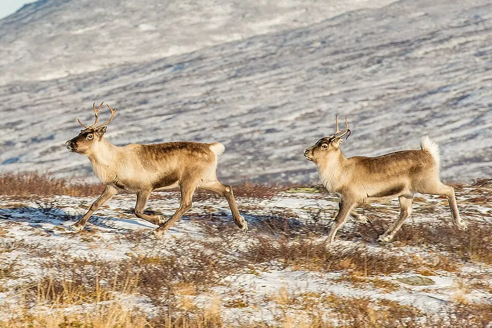 Two antlered deer-like animals with tan coats running across a rocky, snow-dusted hillside.