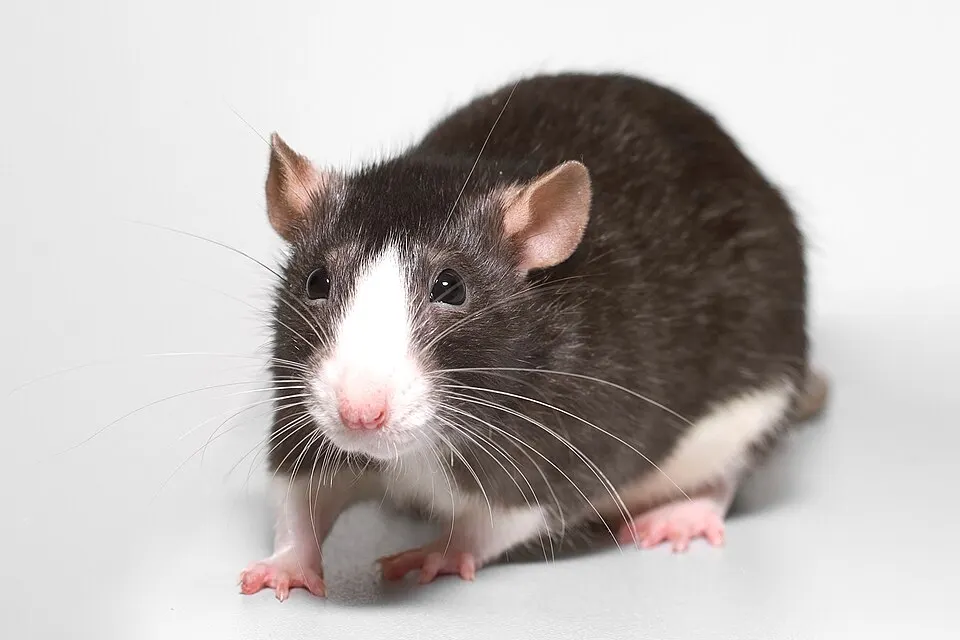 A dark grey rat with a white blaze on its face and pink paws sitting on a white background.