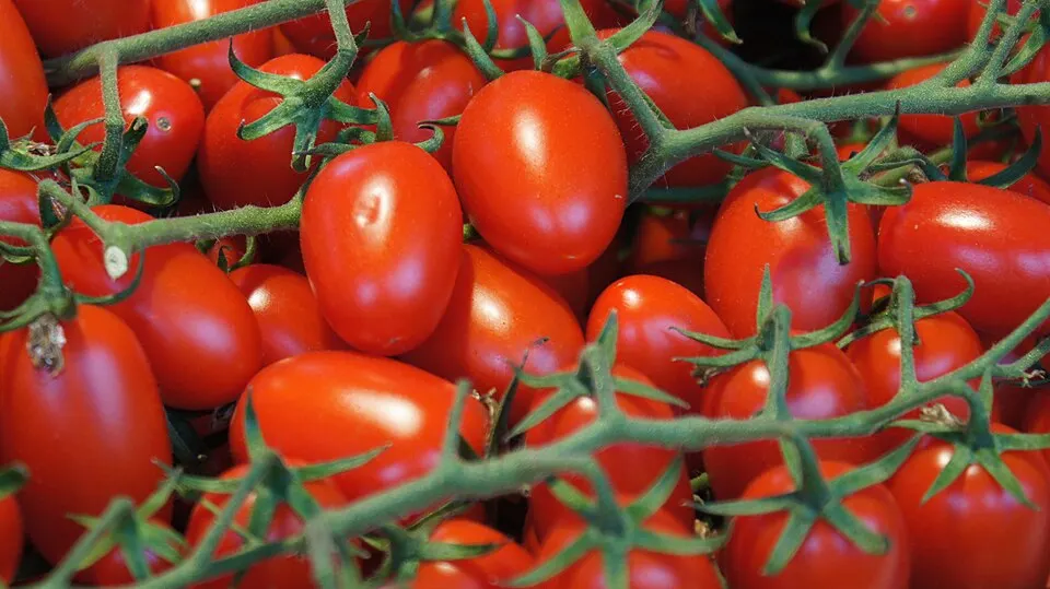 Ripe red tomatoes hanging on a green vine.