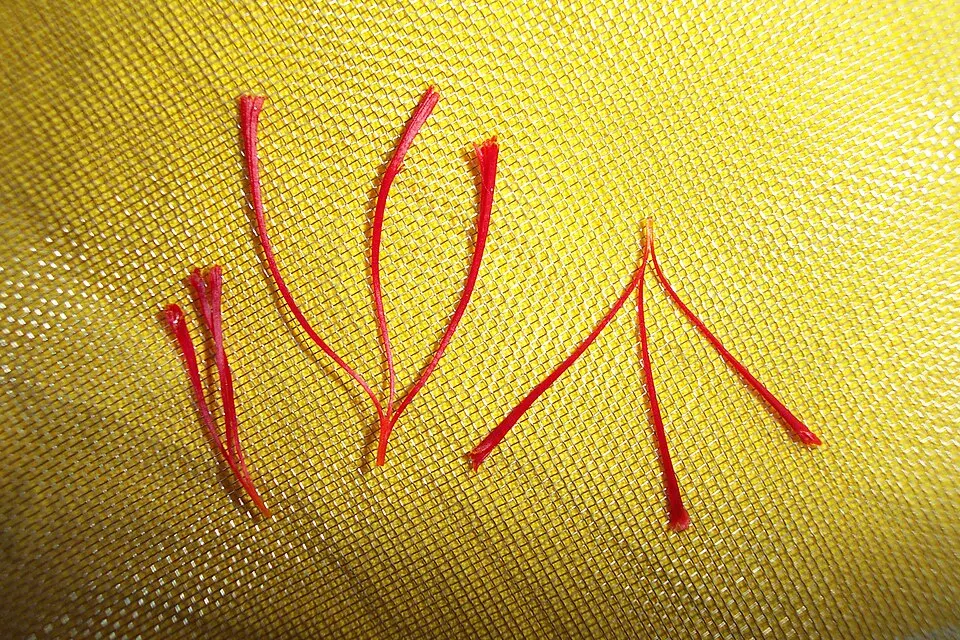 Long red threads of a spice laid out on a yellow cloth.