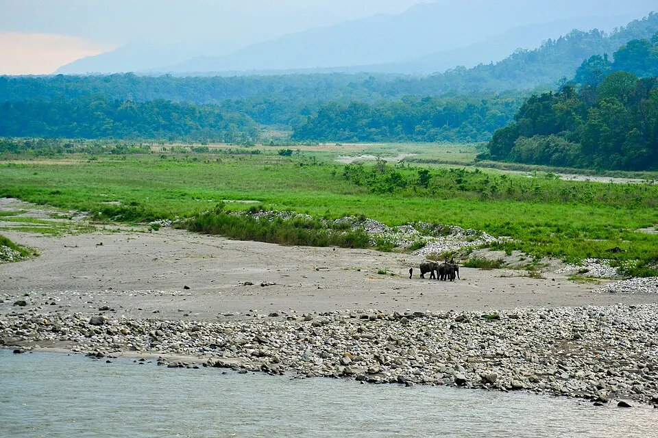 A small group of elephants walks along a pebbly river bank beside green grassland, with forested hills fading into the haze.