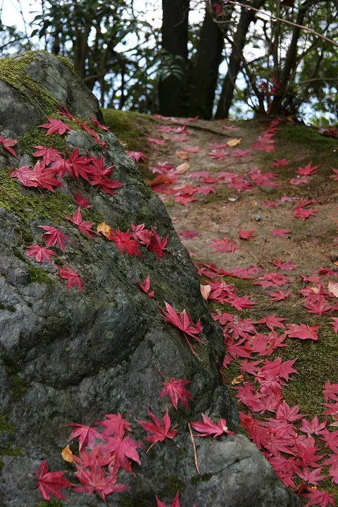 Red maple leaves scattered over a mossy rock and a dirt path.