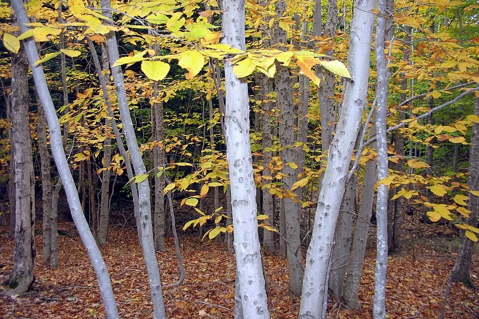 Slim pale-trunked trees with yellow leaves above a forest floor covered in fallen brown leaves.