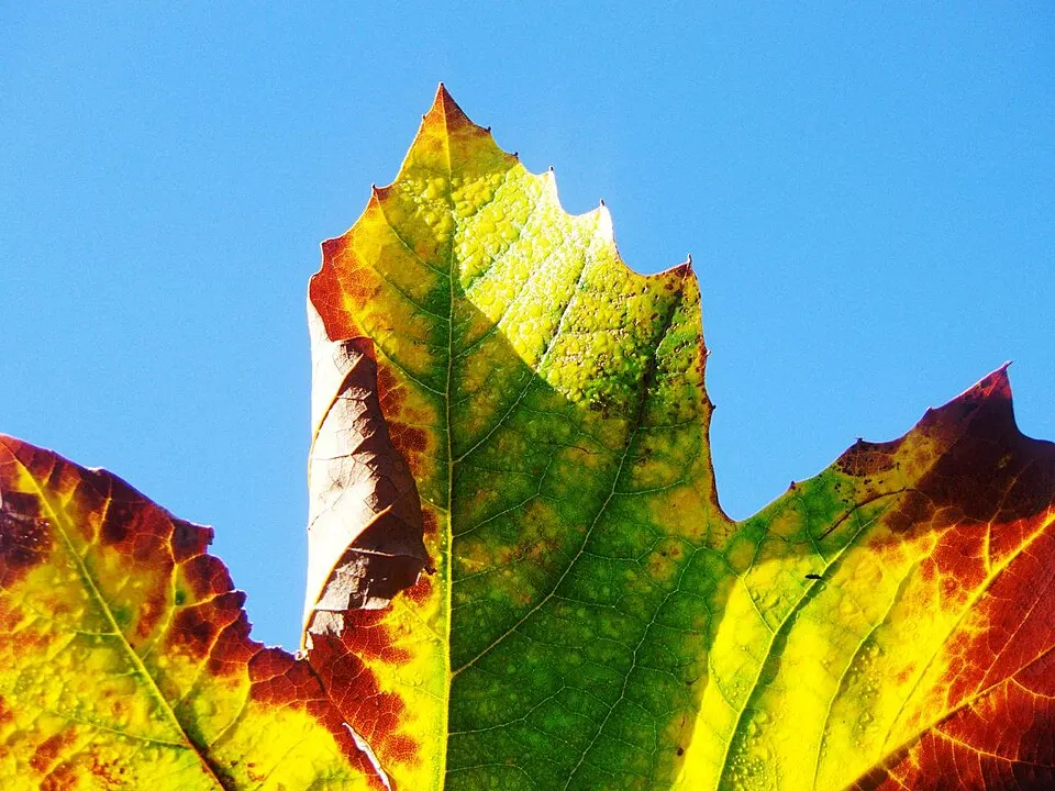 A close-up of a maple leaf with a green centre fading to yellow and red edges against a blue sky.