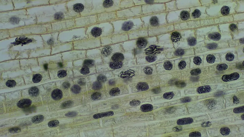 A microscope view of rows of plant cells with dark round nuclei and visible cell walls.