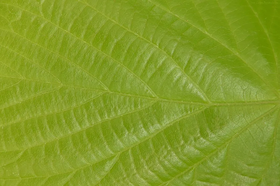 A close-up of a bright green leaf showing its branching veins.