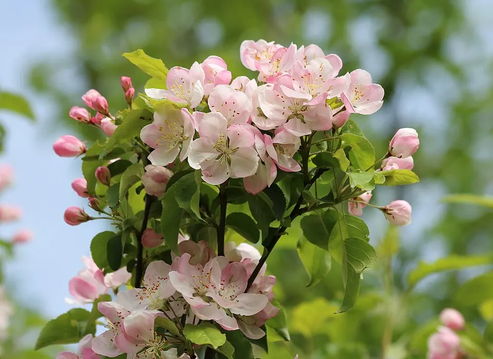 A branch of pink and white blossoms with buds and green leaves against a blurred background.