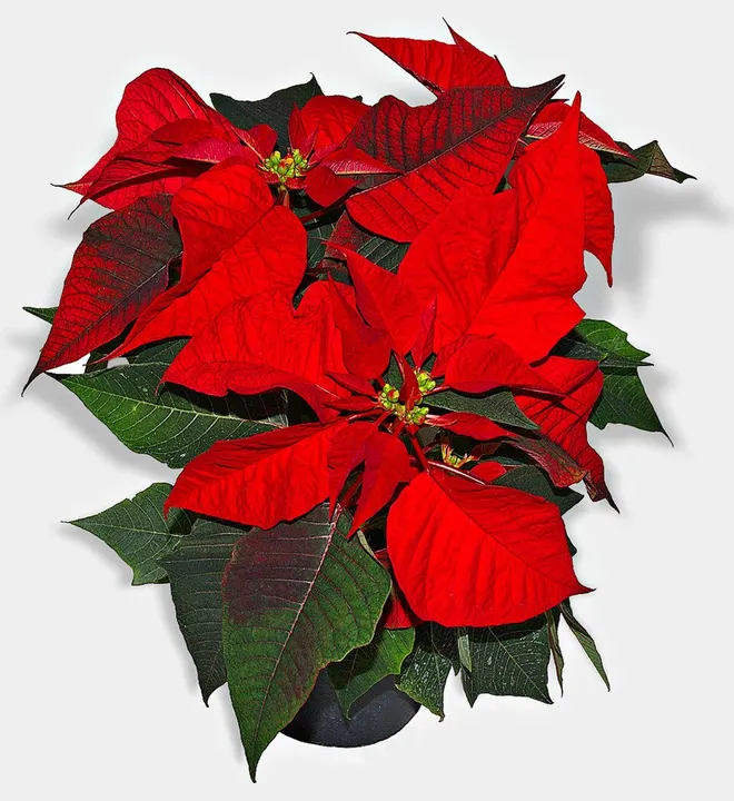 A potted plant with bright red leaf-like bracts and dark green leaves against a pale background.