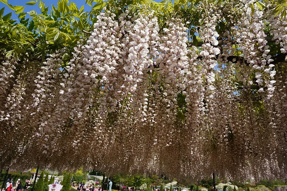 Long white hanging clusters of wisteria flowers forming a canopy over a walkway, with visitors below.