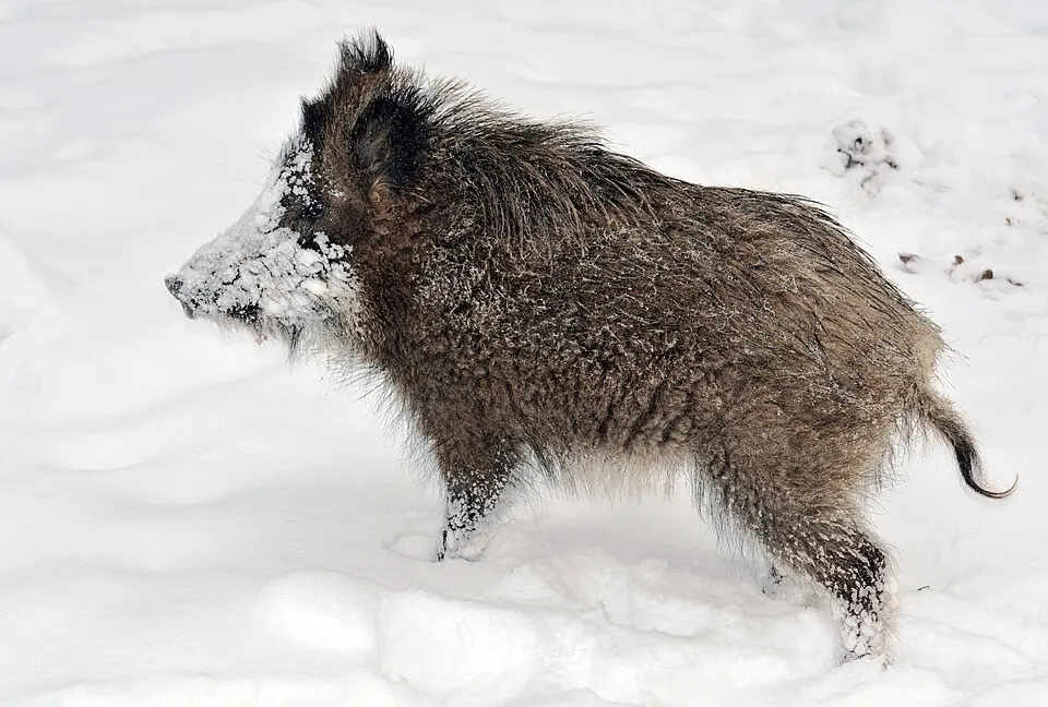 A shaggy dark-brown wild boar with a frosted snout standing in deep snow.