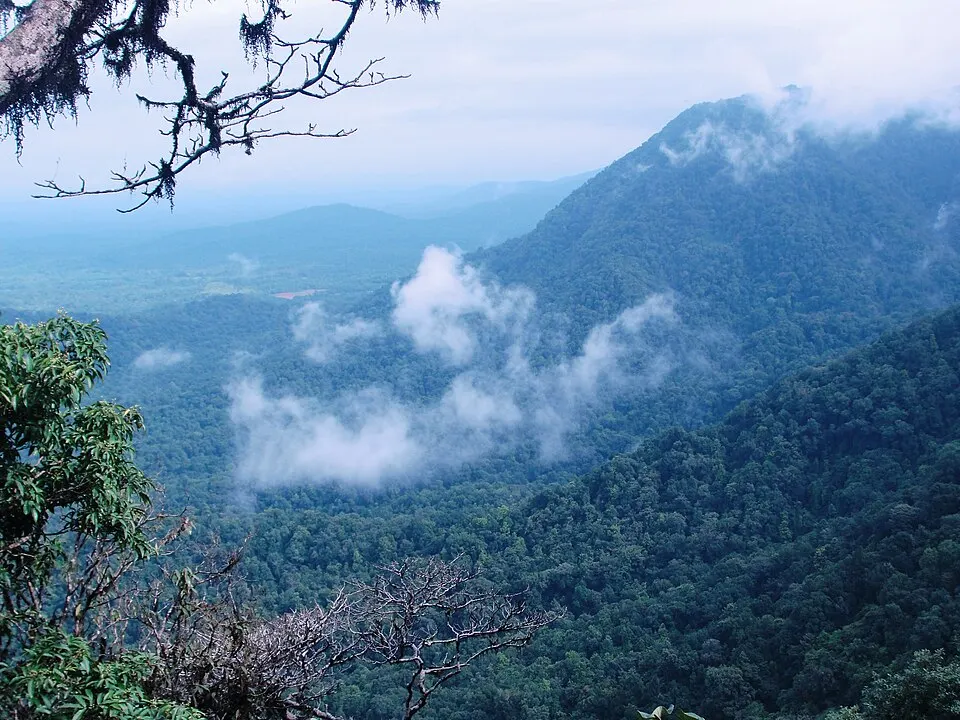 Mist drifting over a thickly forested valley and steep green hills seen from a viewpoint.