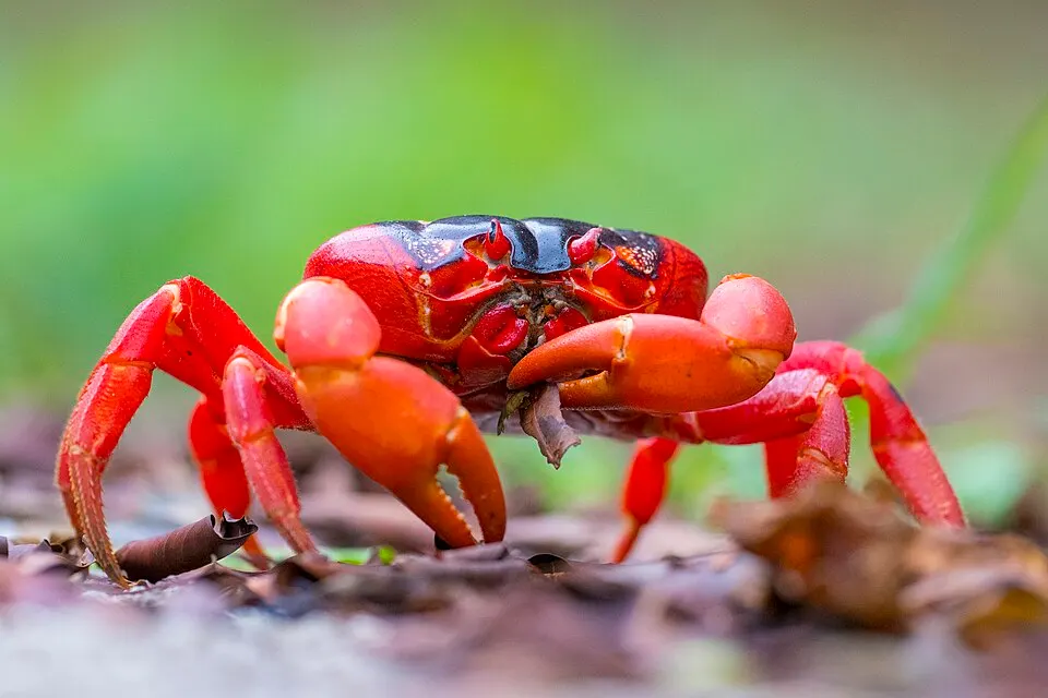 A bright red crab with orange claws and a glossy dark pattern on its shell, seen close up on the forest floor.