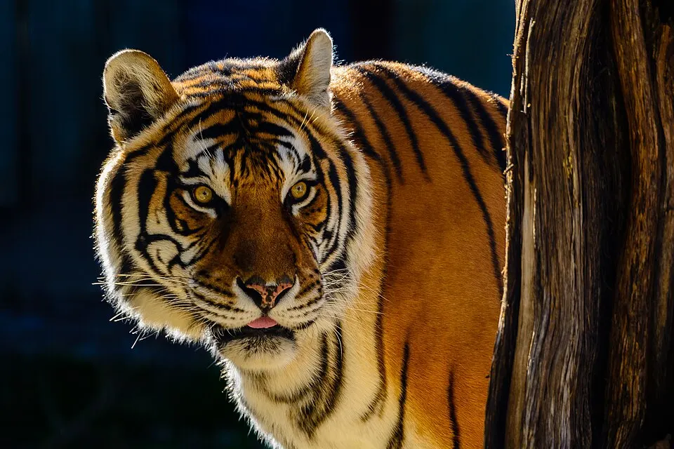 A tiger looking at the camera, half behind a tree trunk, its orange and black stripes lit by sunlight.