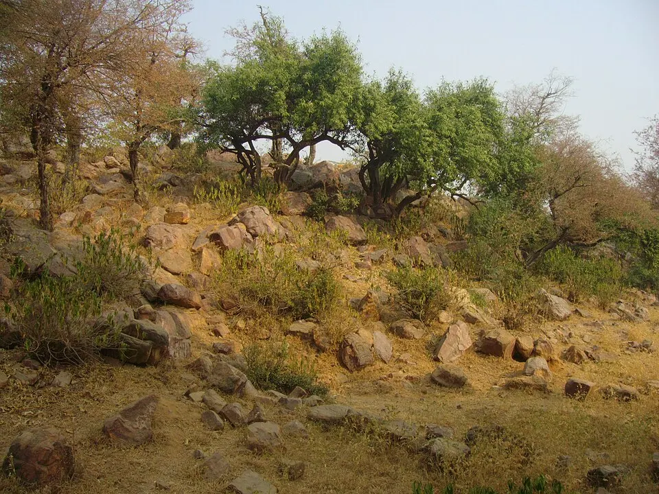 A rocky, scrub-covered hillside with a few green trees under a hazy sky.