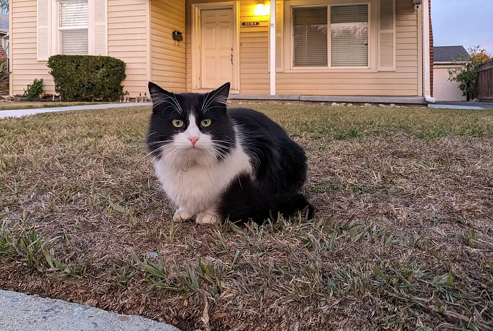 A black and white cat with yellow-green eyes sits on a dry lawn in front of a cream-coloured house.