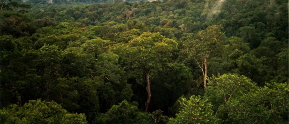 A dense green forest canopy with tall trees stretching into the misty distance.