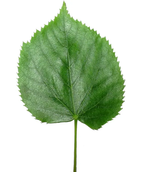 A single bright green leaf with a toothed edge and a thin stalk on a white background.