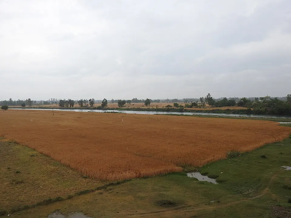 Golden ripe wheat in a field at harvest time.