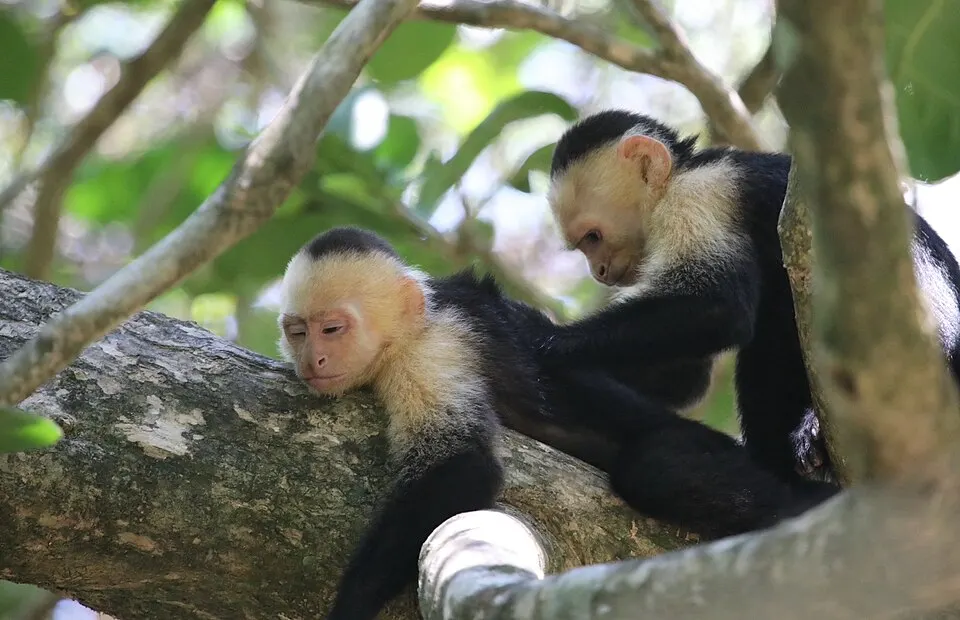 Two white-faced capuchin monkeys rest on a tree branch, one grooming the other.