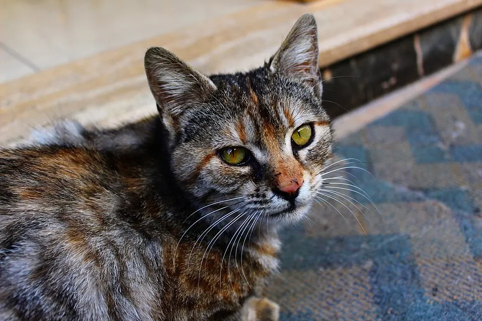A tabby cat with green eyes looks up from a stone step beside a patterned rug.