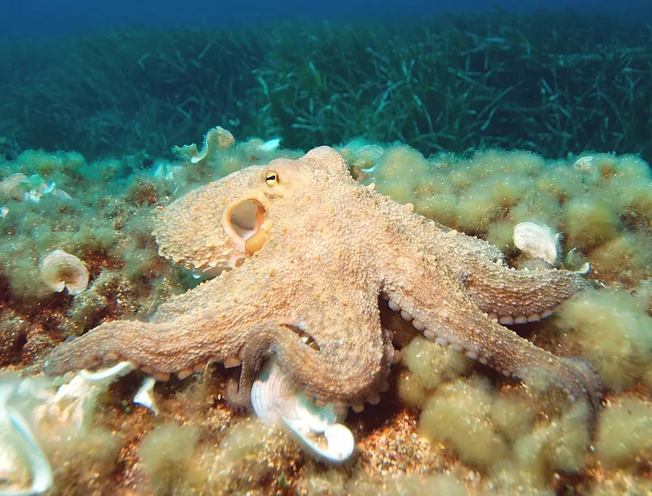 An octopus with its arms spread over a seabed of green weed and shells.