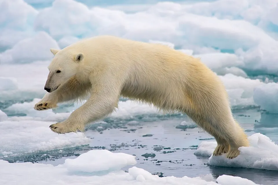 A white bear leaping between chunks of sea ice.