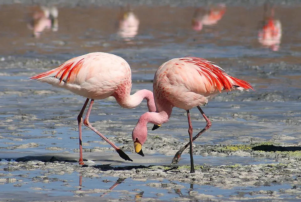 Two pink long-legged wading birds with curved bills feeding in shallow water.