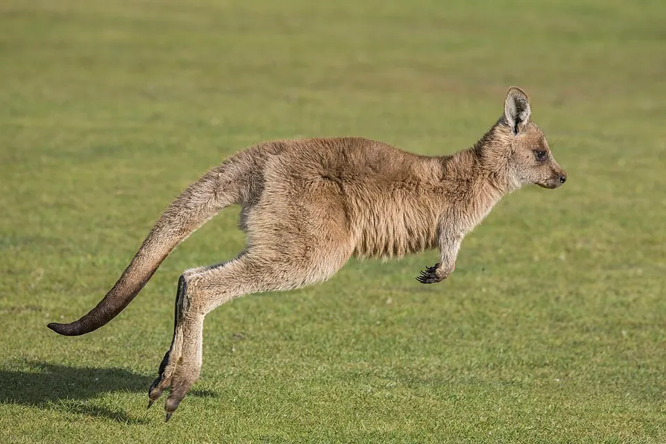A young brown marsupial with a long tail hopping across a green lawn.