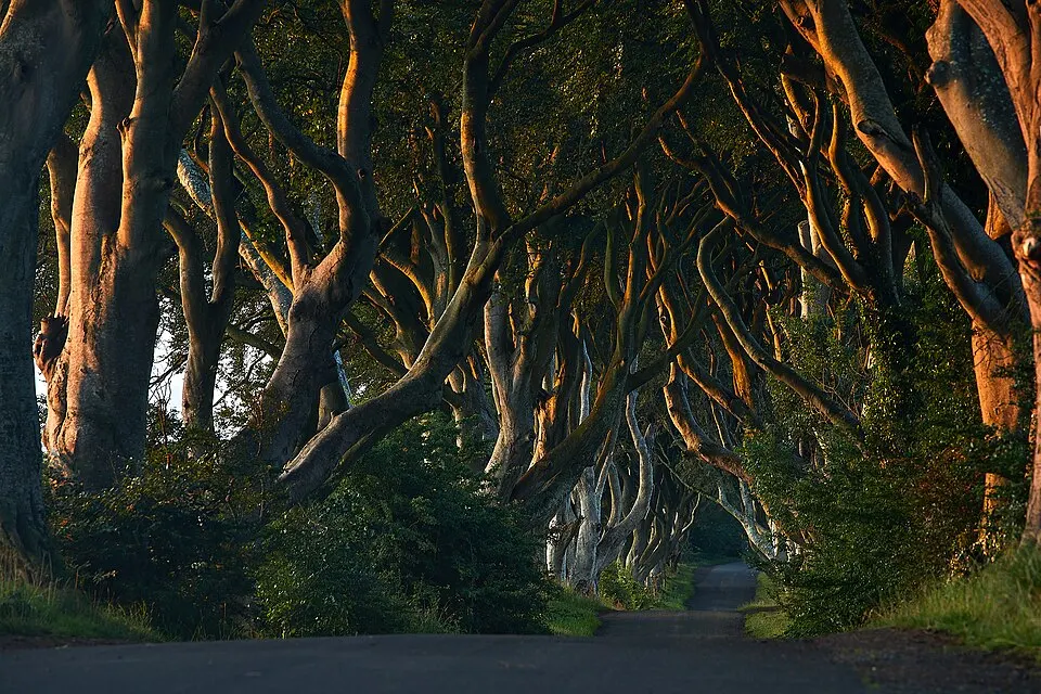 A narrow road running through a tunnel of twisted, intertwining beech trees in golden light.
