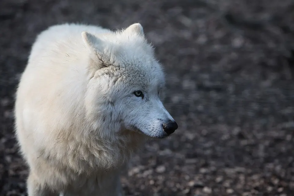 A white wolf with pale blue eyes looking to the side against a dark ground.
