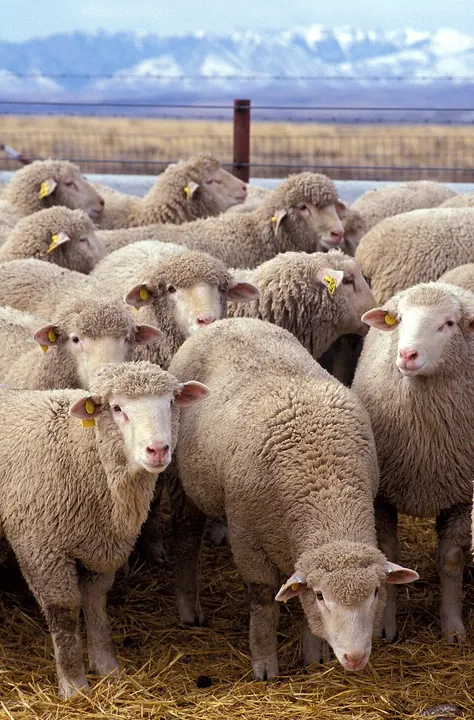 A crowd of woolly sheep with yellow ear tags standing in straw.