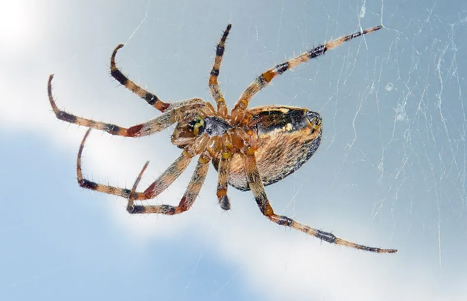 A brown and orange spider seen from below, hanging in its web.