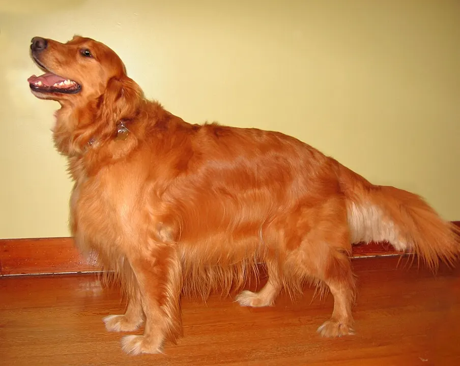 A big golden-furred dog standing indoors with its mouth open.