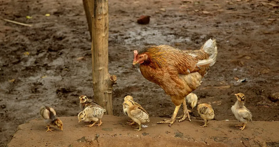 A brown hen standing on dry ground with a group of fluffy chicks around her.