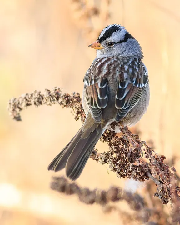 A small grey and brown bird with black and white stripes on its head perched on a dry stem.