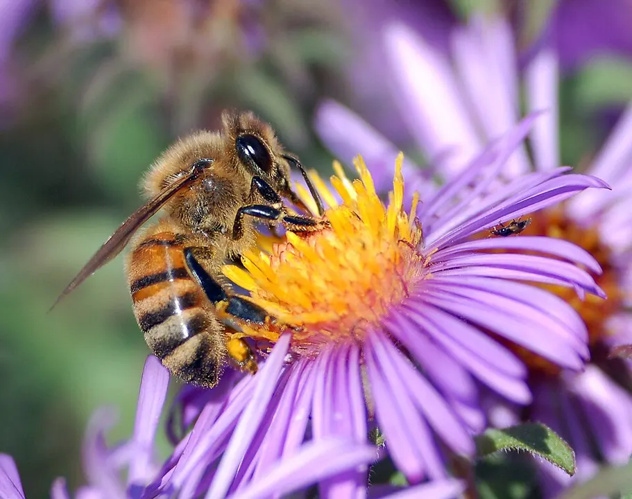 A striped bee sitting on a purple flower with a yellow centre.