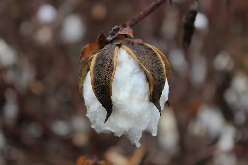 A fluffy white cotton boll bursting out of its brown dried pod on a plant.