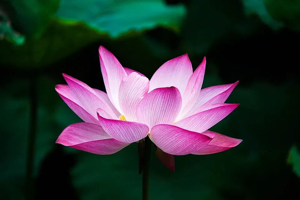 A pink flower with many pointed petals opening in front of dark green leaves.