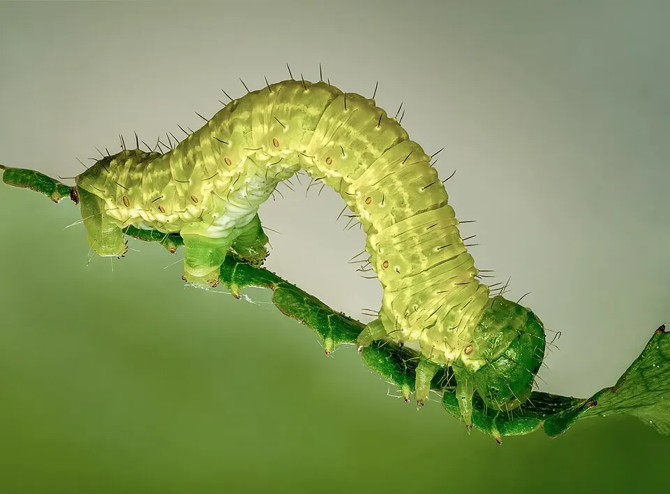 A close-up of a pale green caterpillar arching its body on a thin plant stem.