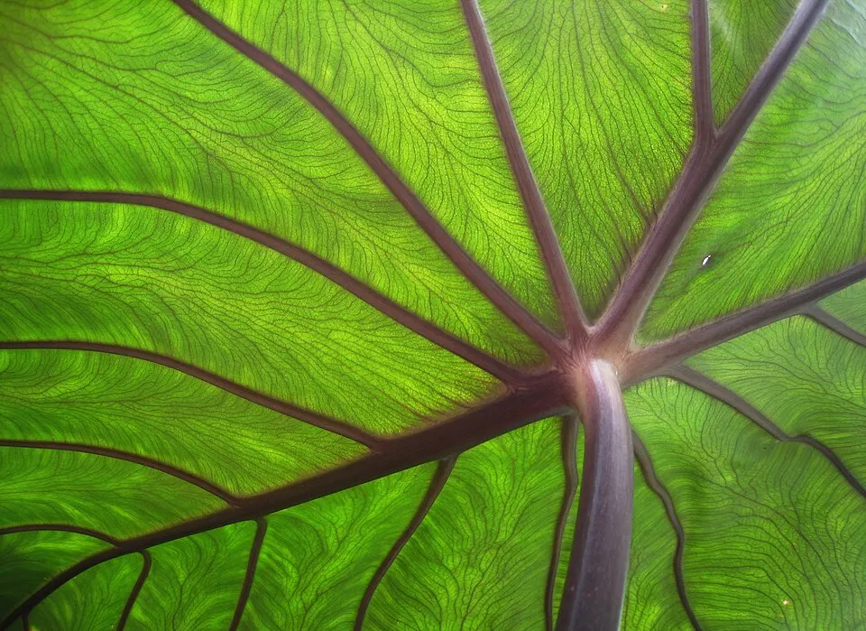 A close view of a large green leaf lit from behind, with dark veins branching across it.