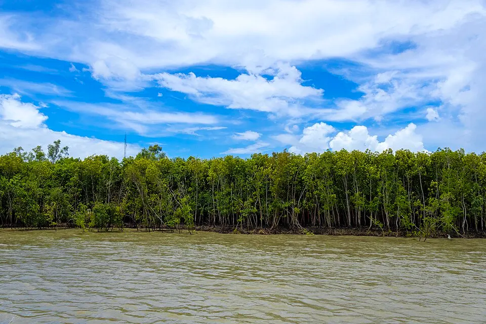 A dense green line of mangrove trees with roots in muddy brown water under a blue sky with clouds.