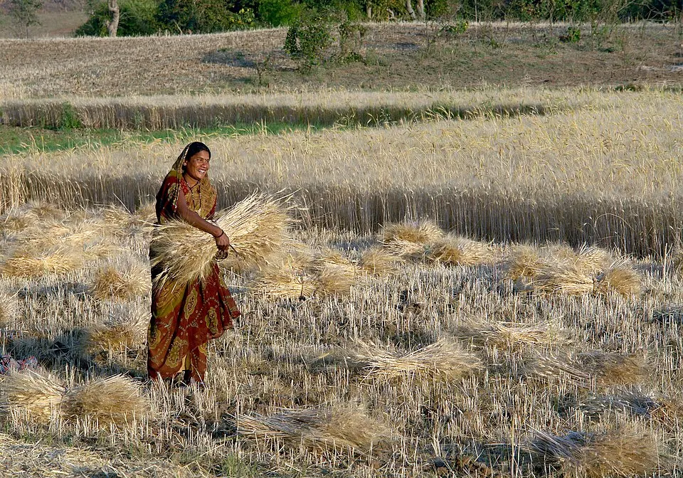 A smiling woman in a red patterned sari carrying a bundle of cut wheat stalks through a golden field.