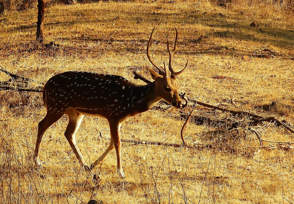 A spotted deer with branching antlers walking through dry golden grass.