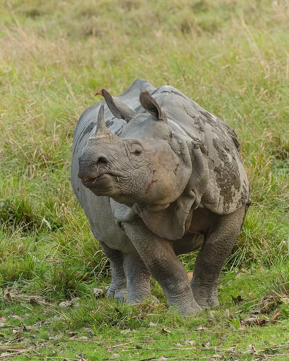 A grey armoured animal with a single horn standing in tall green grass.