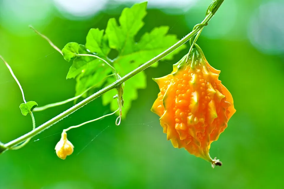 A bumpy orange-yellow bitter melon hanging from a green vine with a small yellow bud nearby.
