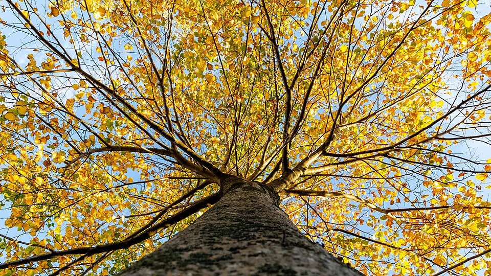 A tall tree seen from the trunk looking up, its branches full of golden-yellow leaves against a blue sky.