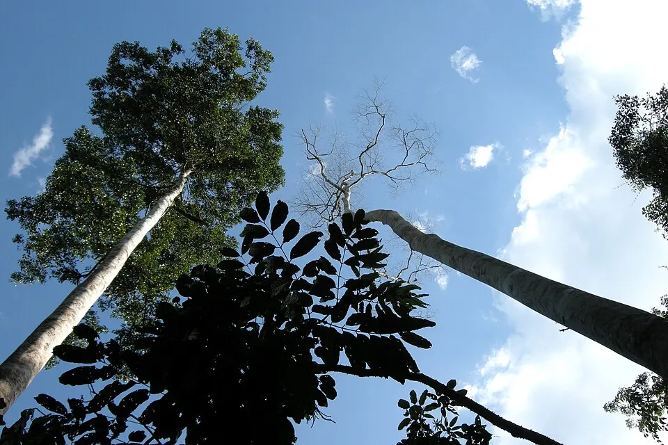 Two very tall, straight tree trunks rising into a blue sky with some leaves in silhouette.